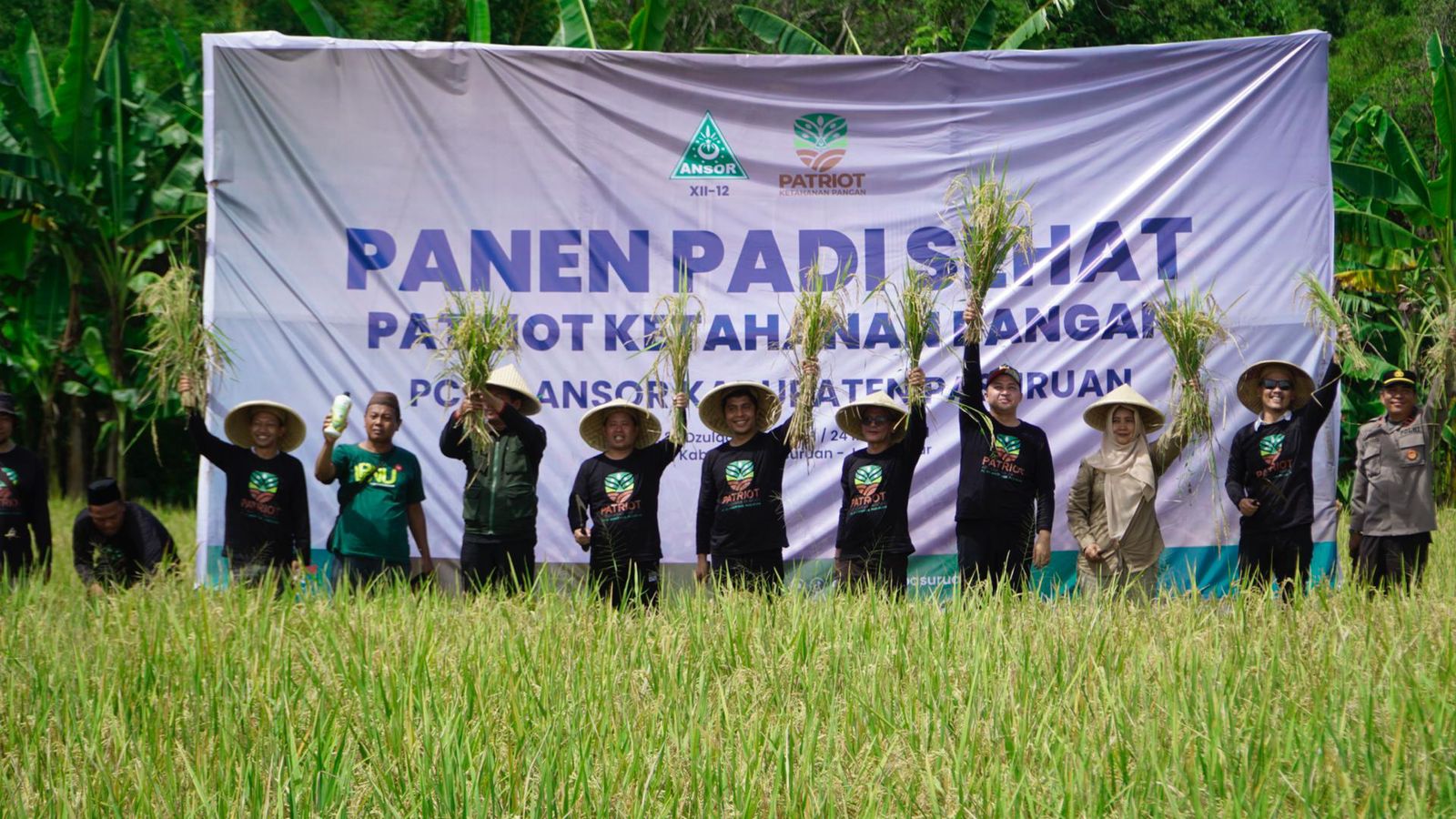 Ansor Pasuruan Panen Raya Padi Sehat Sekaligus Pengukuhan Satgas Patriot Ketahanan Pangan