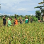 Kedaulatan Pangan dari Akar Rumput: Langkah Nyata PAC GP Ansor Talun